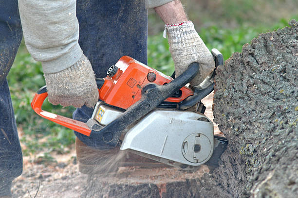 Best Residential Tree Removal  in USA